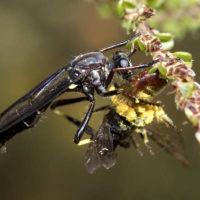 Unverified Bee (Hymenoptera, Apiformes) at Namadgi National Park - 8 Dec 2018 by JudithRoach