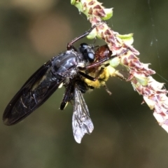 Daptolestes limbipennis (Robber fly) at Cotter River, ACT - 8 Dec 2018 by JudithRoach