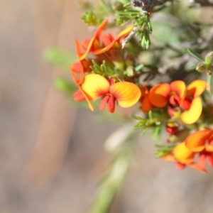 Dillwynia sericea at Wamboin, NSW - 2 Nov 2018