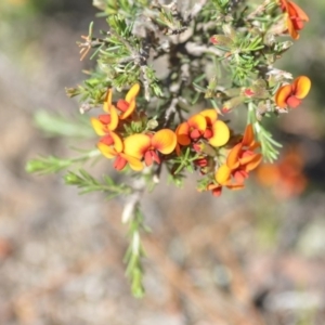 Dillwynia sericea at Wamboin, NSW - 2 Nov 2018