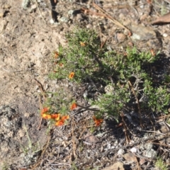 Dillwynia sericea at Wamboin, NSW - 2 Nov 2018