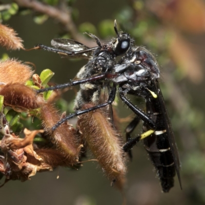 Daptolestes limbipennis (Robber fly) at Cotter River, ACT - 7 Dec 2018 by JudithRoach