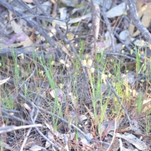 Briza maxima at Wamboin, NSW - 2 Nov 2018