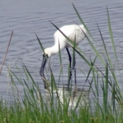 Platalea regia (Royal Spoonbill) at Fyshwick, ACT - 5 Dec 2018 by galah681