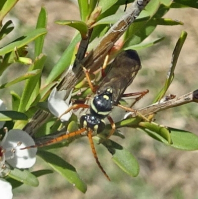 Batozonellus vespoides (A spider wasp) at Molonglo Valley, ACT - 5 Dec 2018 by galah681