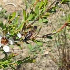 Batozonellus vespoides at Molonglo Valley, ACT - 6 Dec 2018 10:56 AM