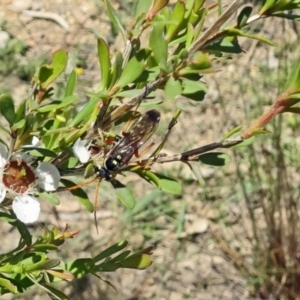 Batozonellus vespoides at Molonglo Valley, ACT - 6 Dec 2018 10:56 AM