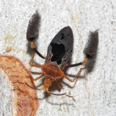 Ptilocnemus lemur (Feathered leg assassin bug) at ANBG - 8 Dec 2018 by TimL