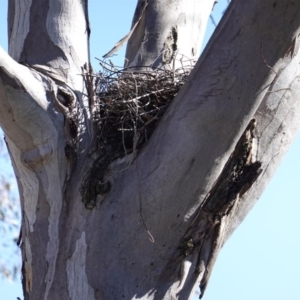 Podargus strigoides at Hughes, ACT - 7 Dec 2018