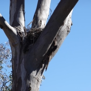 Podargus strigoides at Hughes, ACT - 7 Dec 2018