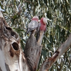 Eolophus roseicapilla (Galah) at Hughes, ACT - 8 Dec 2018 by JackyF