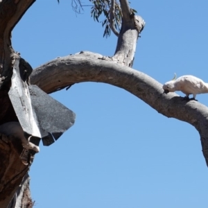 Cacatua galerita at Hughes, ACT - 7 Dec 2018