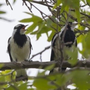 Grallina cyanoleuca at Belconnen, ACT - 8 Dec 2018