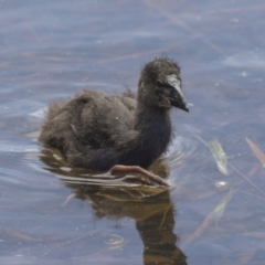 Porphyrio melanotus (Australasian Swamphen) at Belconnen, ACT - 8 Dec 2018 by Alison Milton