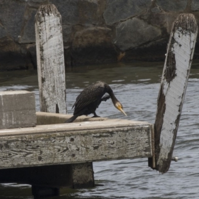 Phalacrocorax carbo (Great Cormorant) at Belconnen, ACT - 8 Dec 2018 by Alison Milton