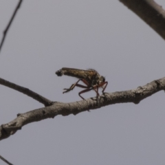 Zosteria sp. (genus) (Common brown robber fly) at Bruce, ACT - 7 Dec 2018 by Alison Milton