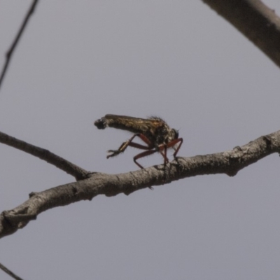 Zosteria sp. (genus) (Common brown robber fly) at Bruce Ridge to Gossan Hill - 7 Dec 2018 by AlisonMilton