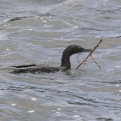 Phalacrocorax sulcirostris (Little Black Cormorant) at Belconnen, ACT - 7 Dec 2018 by Alison Milton