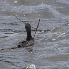 Phalacrocorax sulcirostris at Belconnen, ACT - 8 Dec 2018 10:52 AM