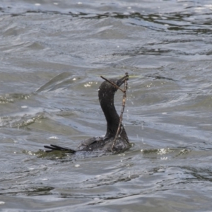 Phalacrocorax sulcirostris at Belconnen, ACT - 8 Dec 2018 10:52 AM