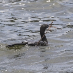 Phalacrocorax sulcirostris at Belconnen, ACT - 8 Dec 2018 10:52 AM