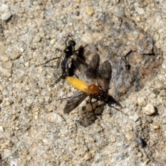 Bibio imitator (Garden maggot) at Higgins, ACT - 6 Dec 2018 by AlisonMilton