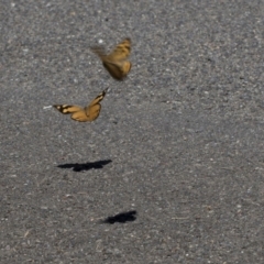 Heteronympha merope (Common Brown Butterfly) at Acton, ACT - 7 Dec 2018 by AlisonMilton