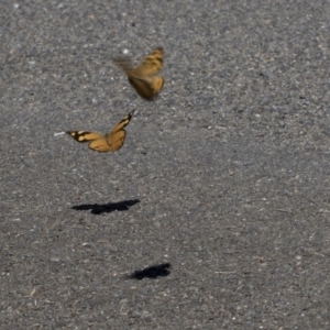 Heteronympha merope at Acton, ACT - 7 Dec 2018 11:30 AM