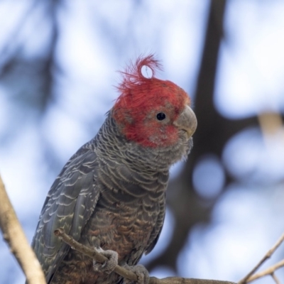 Callocephalon fimbriatum (Gang-gang Cockatoo) at Acton, ACT - 7 Dec 2018 by AlisonMilton