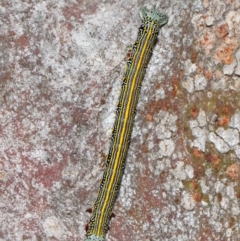 Chlenias (genus) at Acton, ACT - 27 Nov 2018 01:29 PM