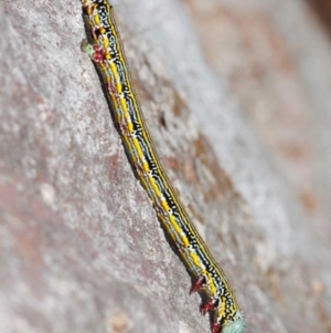 Chlenias (genus) at Acton, ACT - 27 Nov 2018