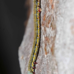 Chlenias (genus) at Acton, ACT - 27 Nov 2018 01:29 PM