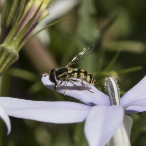 Simosyrphus grandicornis at Higgins, ACT - 6 Dec 2018