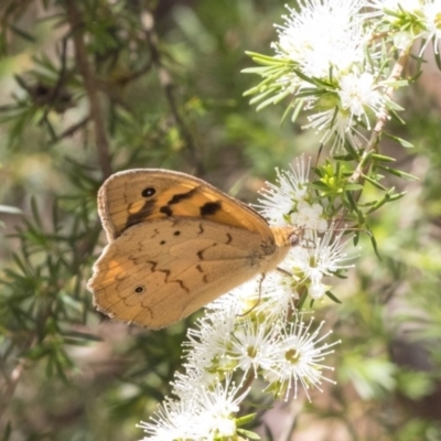 Heteronympha merope (Common Brown Butterfly) at Acton, ACT - 30 Nov 2018 by Alison Milton