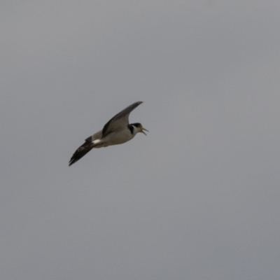 Vanellus miles (Masked Lapwing) at Forde, ACT - 27 Nov 2018 by AlisonMilton