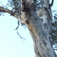 Cacatua galerita (Sulphur-crested Cockatoo) at Hughes, ACT - 8 Dec 2018 by KL