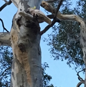 Cacatua galerita at Hughes, ACT - 8 Dec 2018 08:17 PM