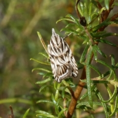 Tortricopsis aulacois (A Concealer moth) at Tuggeranong Hill - 7 Dec 2018 by Owen