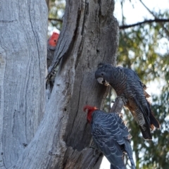 Callocephalon fimbriatum (Gang-gang Cockatoo) at Hughes, ACT - 8 Dec 2018 by JackyF