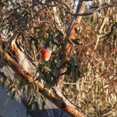 Callocephalon fimbriatum (Gang-gang Cockatoo) at Hughes, ACT - 8 Dec 2018 by JackyF