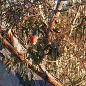 Callocephalon fimbriatum at Hughes, ACT - suppressed