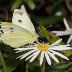 Pieris rapae (Cabbage White) at Hackett, ACT - 27 Nov 2018 by Tim L