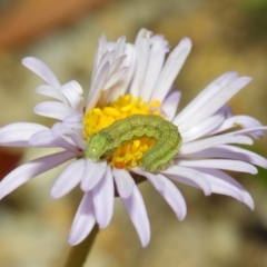 Helicoverpa punctigera (Native Budworm) at ANBG - 27 Nov 2018 by Tim L