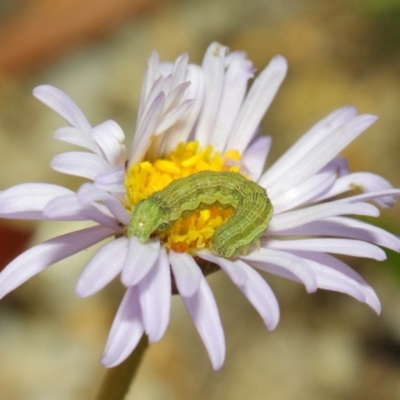 Helicoverpa punctigera (Native Budworm) at ANBG - 27 Nov 2018 by Tim L