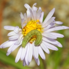 Helicoverpa punctigera at Acton, ACT - 27 Nov 2018