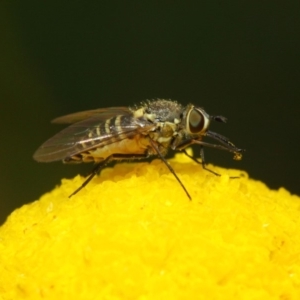 Australiphthiria hilaris at Acton, ACT - 27 Nov 2018 02:11 PM