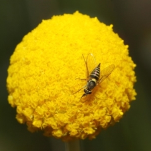 Australiphthiria hilaris at Acton, ACT - 27 Nov 2018 02:11 PM