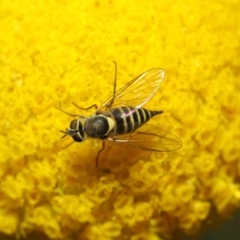 Australiphthiria hilaris at Acton, ACT - 27 Nov 2018 02:11 PM