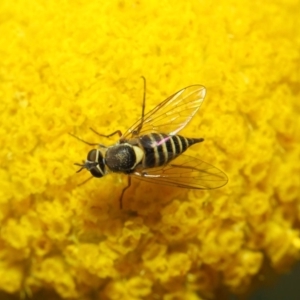 Australiphthiria hilaris at Acton, ACT - 27 Nov 2018 02:11 PM