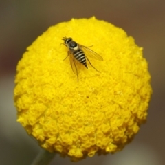 Australiphthiria hilaris at Acton, ACT - 27 Nov 2018 02:11 PM